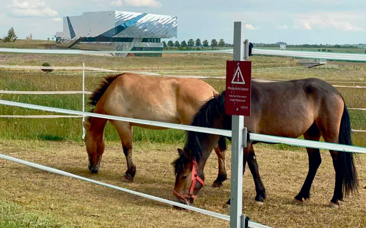 Wildpferde am Paläon in Schöningen